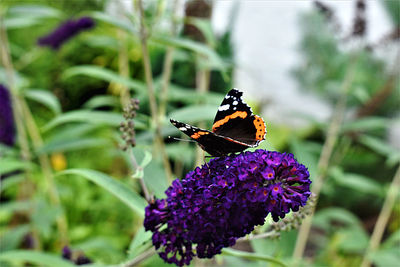 Butterfly on purple flower