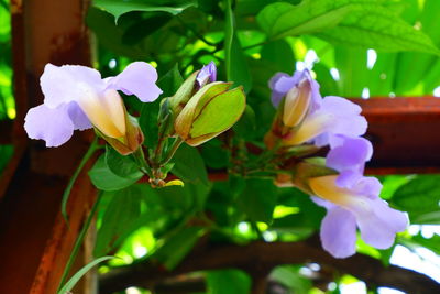 Close-up of purple flowering plant