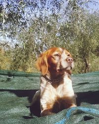 Close-up of dog sitting by tree