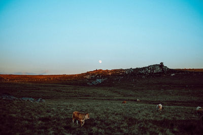 View of a horse on field against the sky
