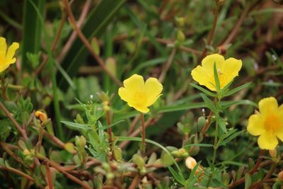 Close-up of yellow flowering plant