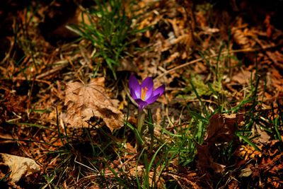 High angle view of purple crocus blooming on field