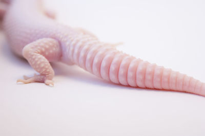 Close-up of lizard against white background