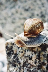 Close-up of snail