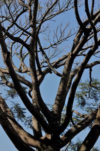 Low angle view of bare tree