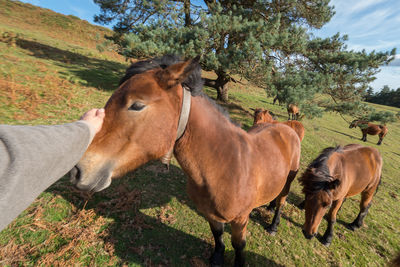 Horses in a field