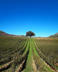 Scenic view of agricultural field against clear blue sky