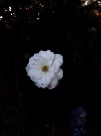 Close-up of white flowers blooming outdoors