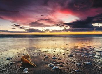 Seashells at beach against cloudy sky during sunset