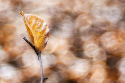 Close-up of dried leaves