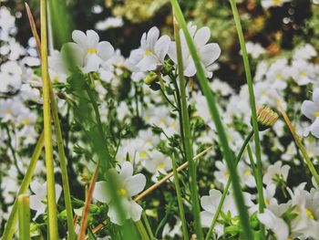 Close-up of white flowering plants on field