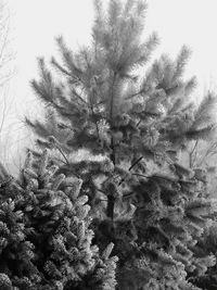 Close-up of pine tree in winter