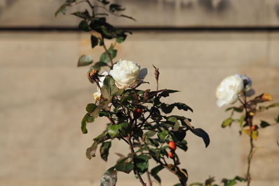 Close-up of white flowering plant