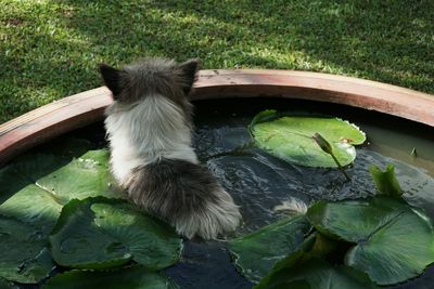 High angle view of cat amidst plants