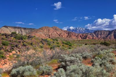 Red mountain wilderness snow canyon millcreek trail washington hollow st george, utah united states.