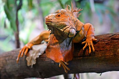 Close-up of a lizard on a tree