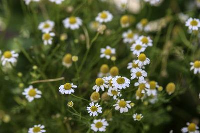 Close-up of white flowering plants on field