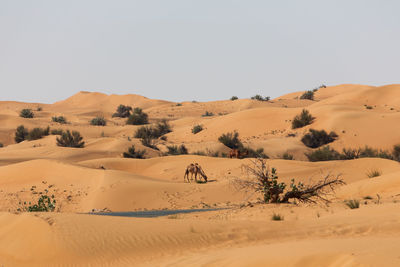 Dromedaries in the desert