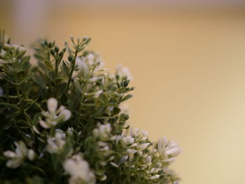 Close-up of flowering plant