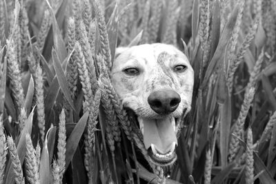 Close-up portrait of dog