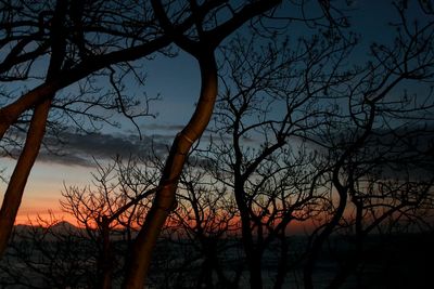 Silhouette bare tree against sky during sunset