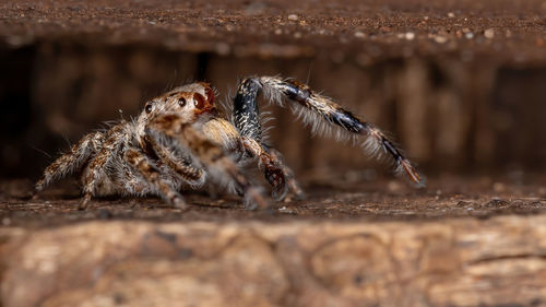 Close-up of spider on wood