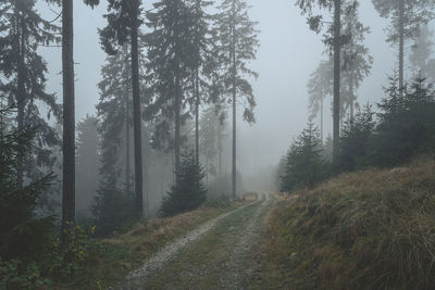 Foggy forest in auntum