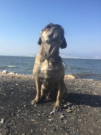 Dog on beach against sky