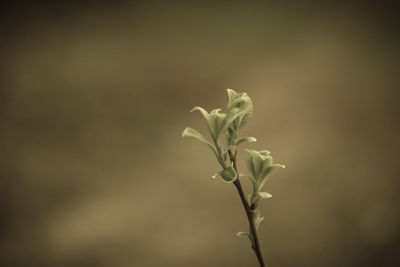 Close-up of flowering plant