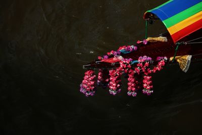 High angle view of flowers floating on river