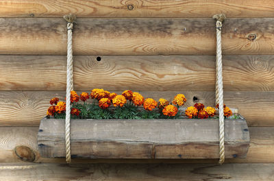 Flower plants on wood basket