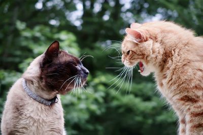Orange tabby cat hissing at siamese cat