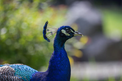 Close-up of peacock