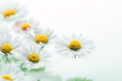 Close-up of white daisy flowers