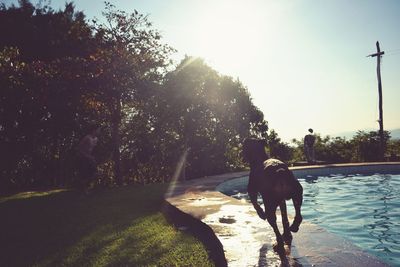 Rear view of dog by trees against sky