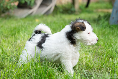 Close-up of puppy on field