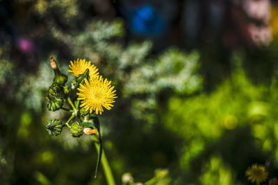 Close-up of plant