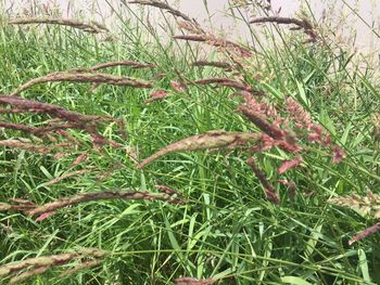 Close-up of fresh green plant