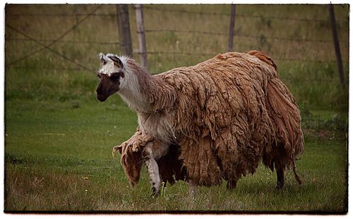 Sheep on field