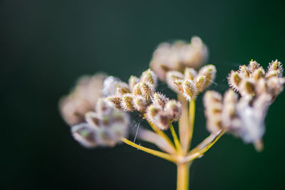 Close-up of honey bee on flower
