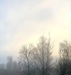 Low angle view of silhouette bare trees against sky