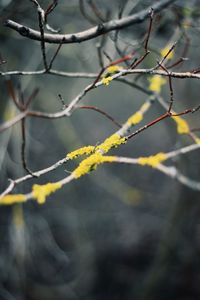 Close-up of leaves on branch