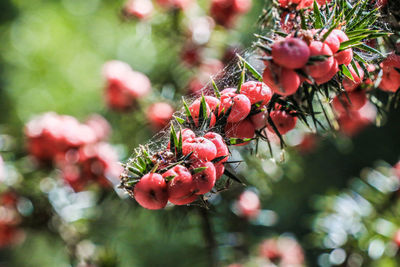 Red berries at wilson promontory national park