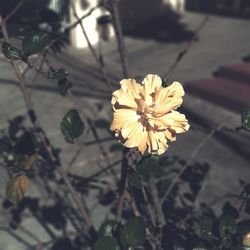 Close-up of yellow flower blooming outdoors