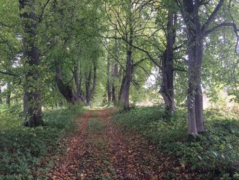 Trees in forest