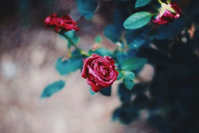 Close-up of rose against blurred background