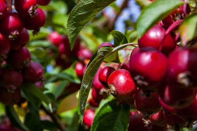 Close-up of cherries growing on tree