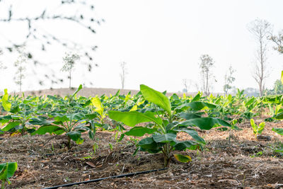 Plants growing on field against sky