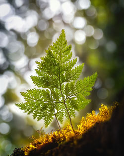 Close-up of plant leaves