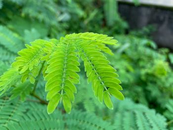 Close-up of fern leaves